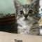 Tiggy