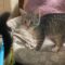 Tiggy