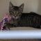 Emmylou