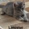 Lancelot