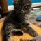 Guinevere