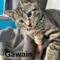 Gawain
