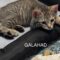 Galahad