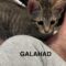 Galahad