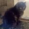 Blacky