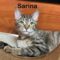Sarina