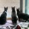 Smokey, JJ, And Nickie