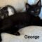 George