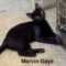 Marvin Gaye