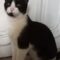 Samson (Sammy)