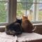 Makka and Nala