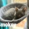 Smokey, JJ, And Nickie
