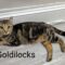 Goldilocks