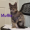Muffin