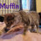 Muffin