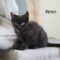 Wren