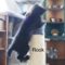 Rook