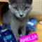Amelia