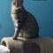 Cassius
