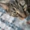 Cassius