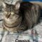 Cassius