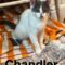 Phoebe, Monica & Chandler