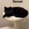 Denzel