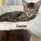 Caesar