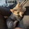 Lucas