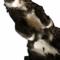 Jinx
