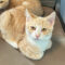 Ginger