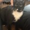 Theo