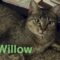 Willow
