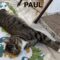 Paul