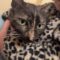 Speckles