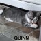 Quinn