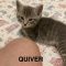 Quiver