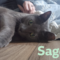 Sage