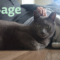 Sage