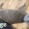 Sage