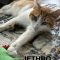 Jethro