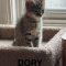Dory