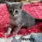 Wendy