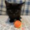 Binx