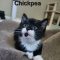 Chickpea