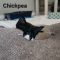 Chickpea
