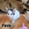 Fava