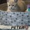 Peter