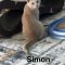 Simon