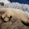 Fava